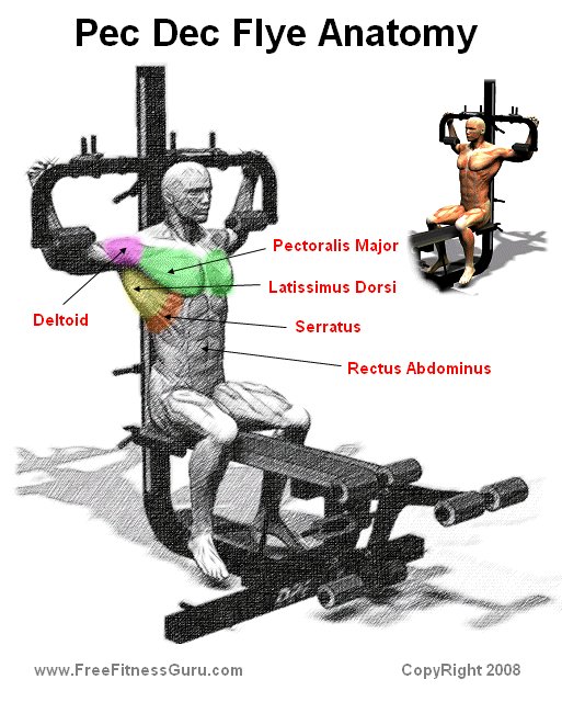 Fly In Muscles
